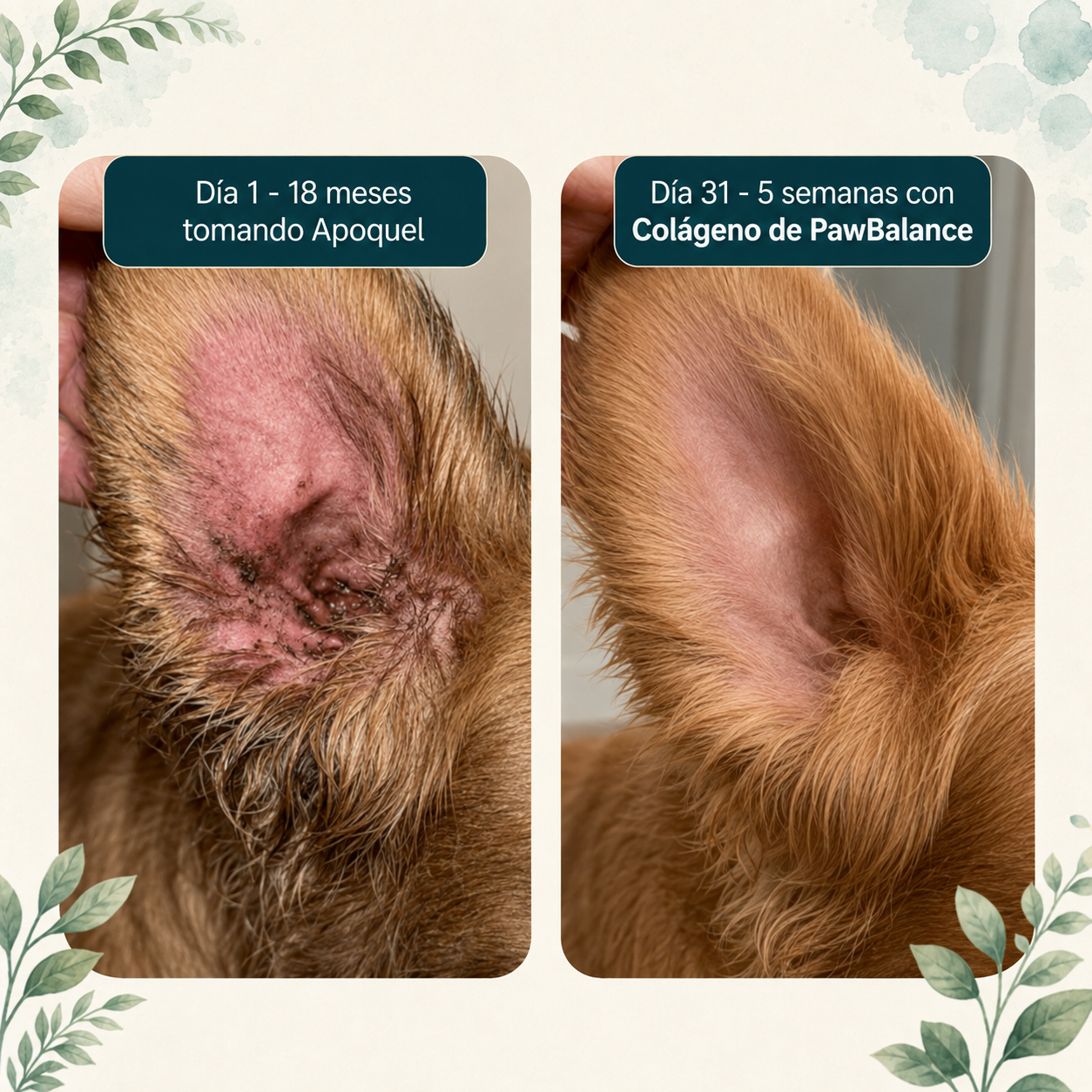 Colágeno LÍquido Regenerador - La fórmula natural recomendada por veterinarios